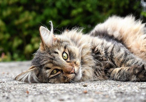 Norwegian forest kitten