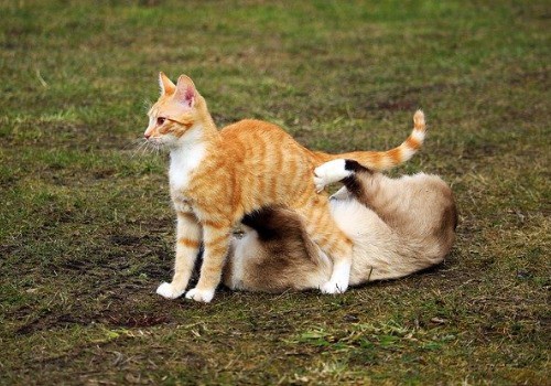 Cats are fighting