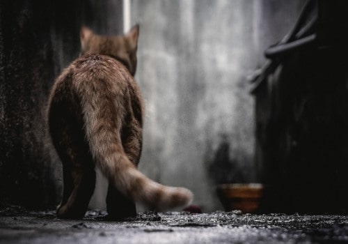 Wiggling Wagging Wonders: Why Do Cats Shake Their Tails?