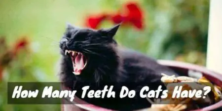 Cats have teeth