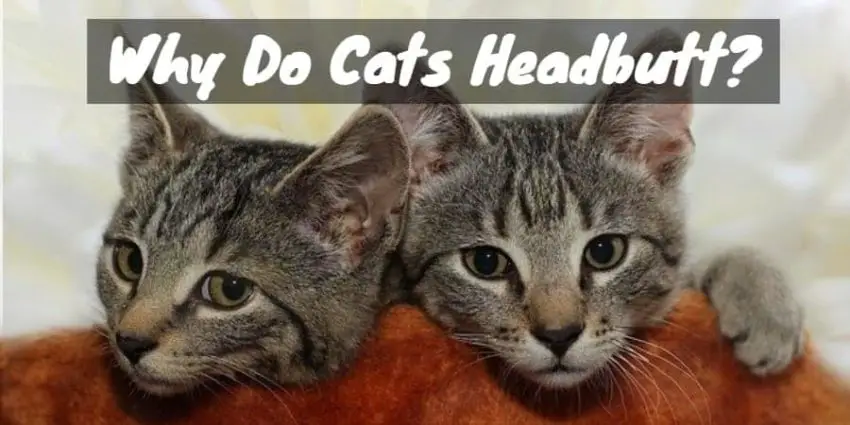 Cats headbutt