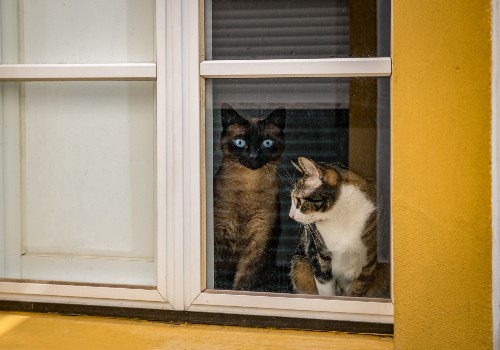 Cats in a small house
