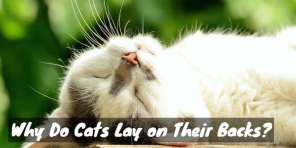 Why Do Cats Lay on Their Backs?