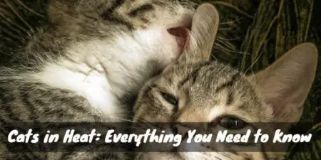 Cats in Heat: Everything You Need to Know