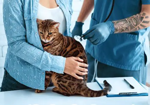 A cat's owner talk to his veterinarian