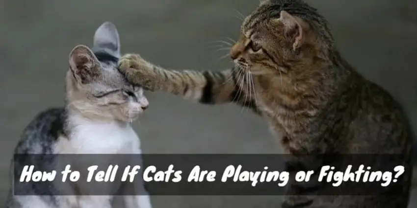 Two cats are playing or fighting?