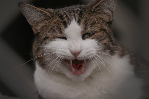 Cats sneeze because of allergy