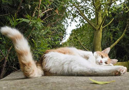 Cats tail is ticklish