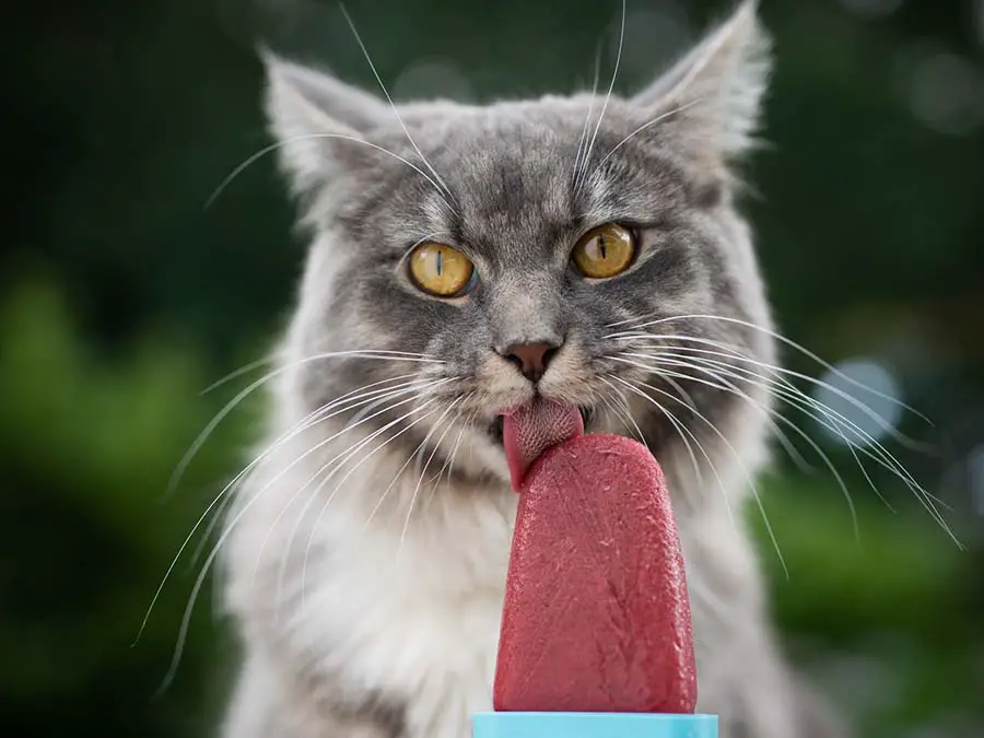 A a cold treat for a cat