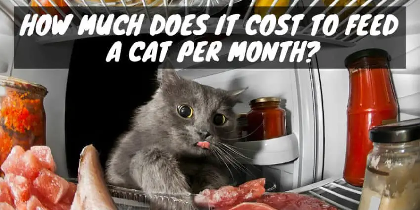 How Much Does It Cost to Feed a Cat per Month?