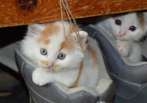 Cute cat resting on a white shoe