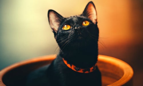 Cute black cat