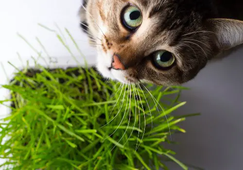 Cute cat and grass