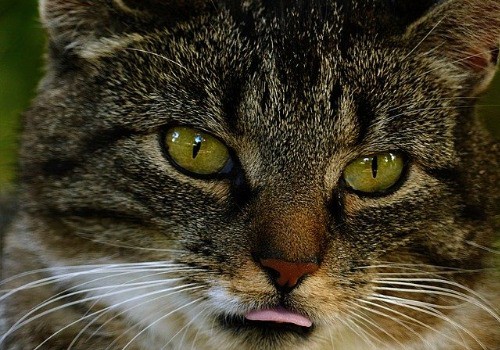 The cute cat is blepping