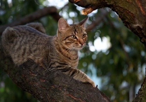 The cute cat is climbing the tree