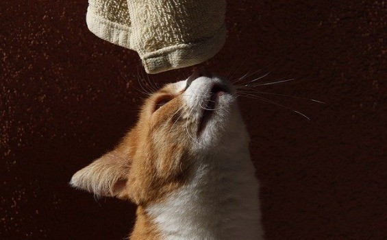 Cute cat in the towel