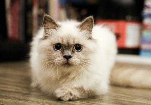 Fulfilling the Stereotype: Why Do Cats Loaf?