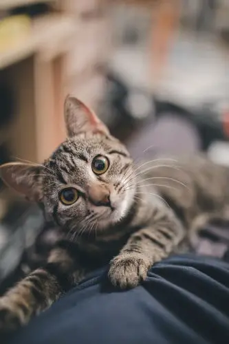 Cute cat looking inquisitively at you