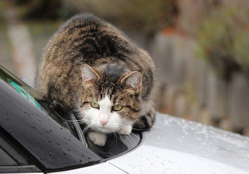 Cute cat on a car