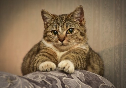 Cute cat on the sofa near pillows