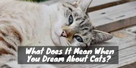 What Does It Mean When You Dream About Cats?