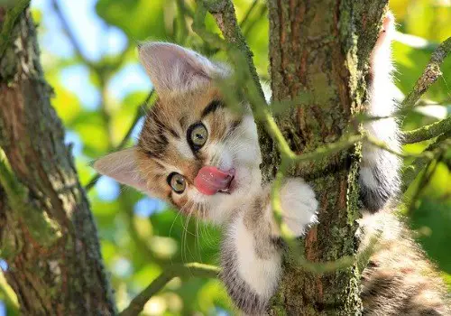 Cute cats hows tongue