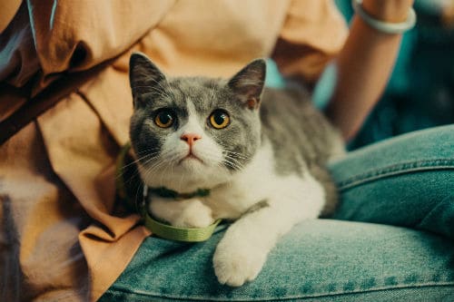 Cute cat sitting in his owner's lap