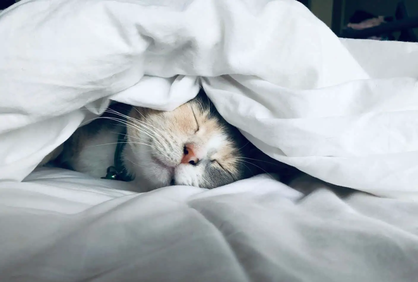 Why Do Cats Sleep at the Foot of the Bed? (7 Reasons)