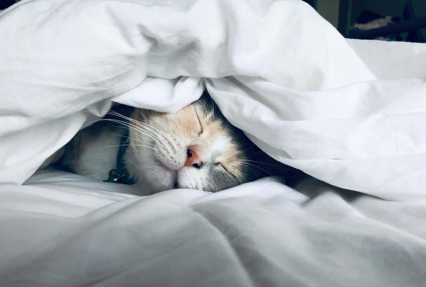 7 Reasons Your Cat Sleeps at the Foot of Your Bed 3 Will Warm Your