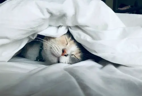 Cute cat sleeping in a warm bed under a blanket
