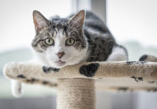 Cute cat with his mouth open staring at us