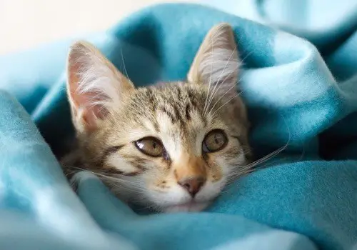 Cute cat under the blanket