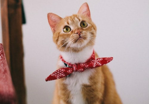 Cute cat with red collar