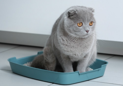 Cute grey cat in the litter box