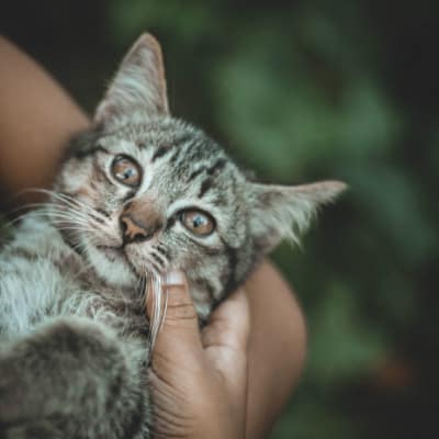 Focus on the Feline: How Much Attention Do Cats Need?