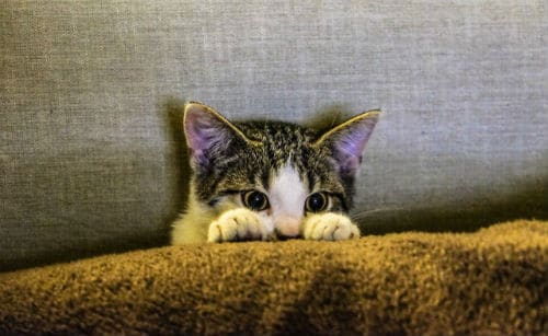 Kitten afraid of what appears to be a television broadcasting