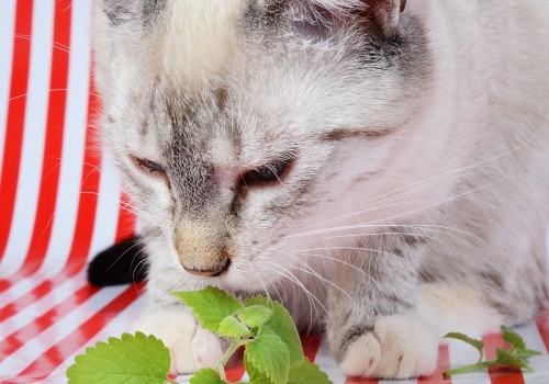 Cute kitten and catnip