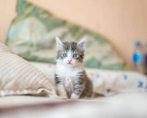 Cute little kitten watching us from his comfortable bed