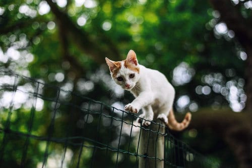 No Map Needed: How Do Cats Find Their Way Home?