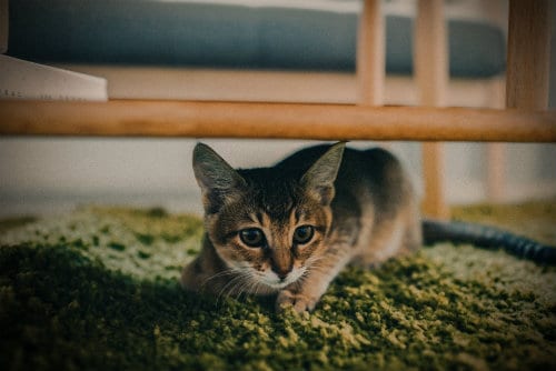 Urination Tribulations: How to Stop Cats From Peeing on Carpet