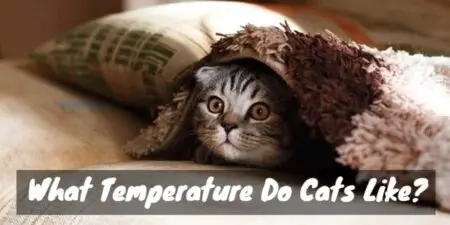 Warm or Cool? Cats' Favorite Temperature