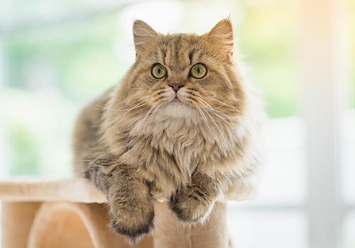 Cute Persian cat