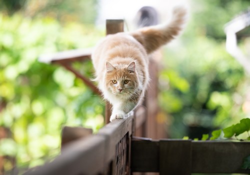 A cute red cat balancing