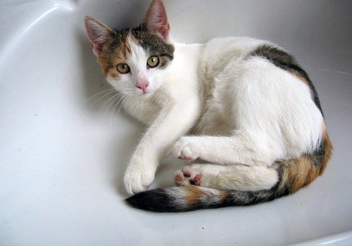 Cute red cat in the bath