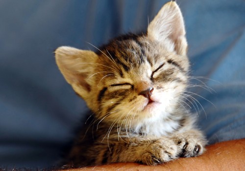 A cute sleeping kitten