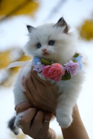 Cute white kitten being held in her owner's hands