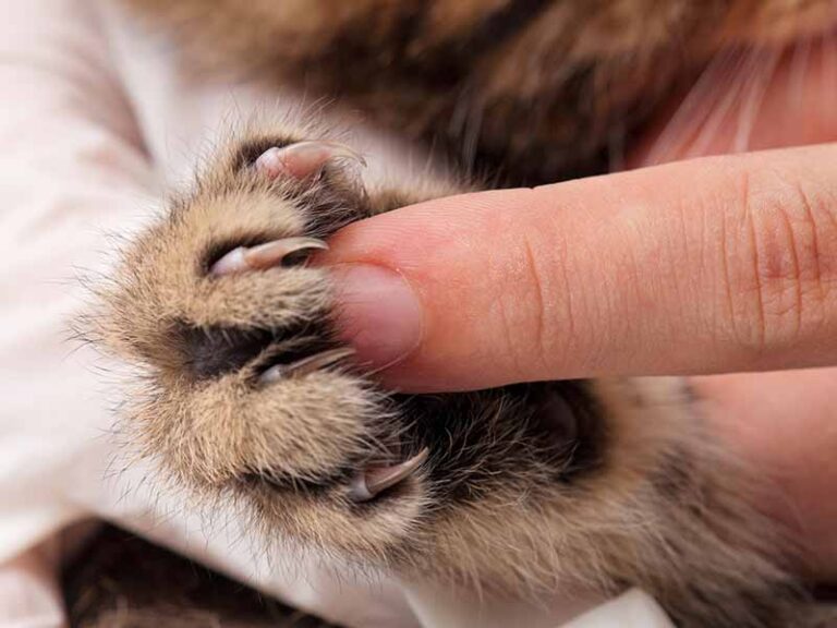Cat Declawed Problems Dark Side of Declawing Cats: Why It's Inhumane | Cat Checkup