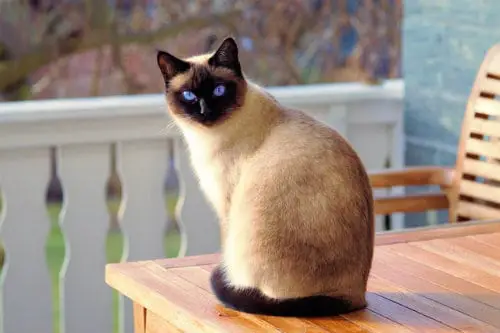 Beautiful blue-eyed cat sitting in a dignified manner on an outside table