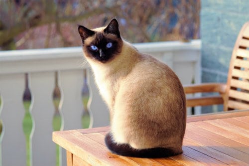 Beautiful blue-eyed cat sitting in a dignified manner on an outside table