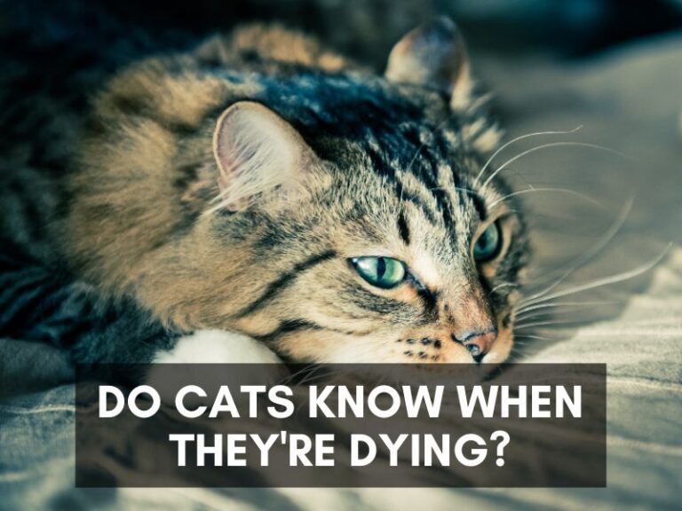 Do Cats Know When They re Dying Meowing At Heaven s Door Cat Checkup